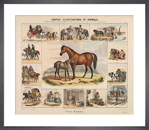 The Horse by Benjamin Waterhouse Hawkins