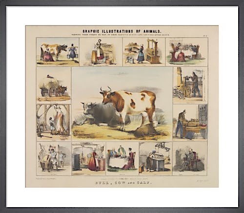The Bull, Cow and Calf by Benjamin Waterhouse Hawkins