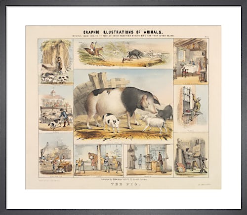The Pig by Benjamin Waterhouse Hawkins