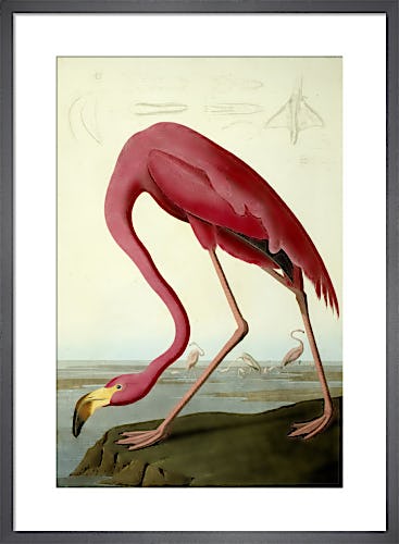 John James Audubon Prints John James Audubon Posters Framed Pictures King Mcgaw