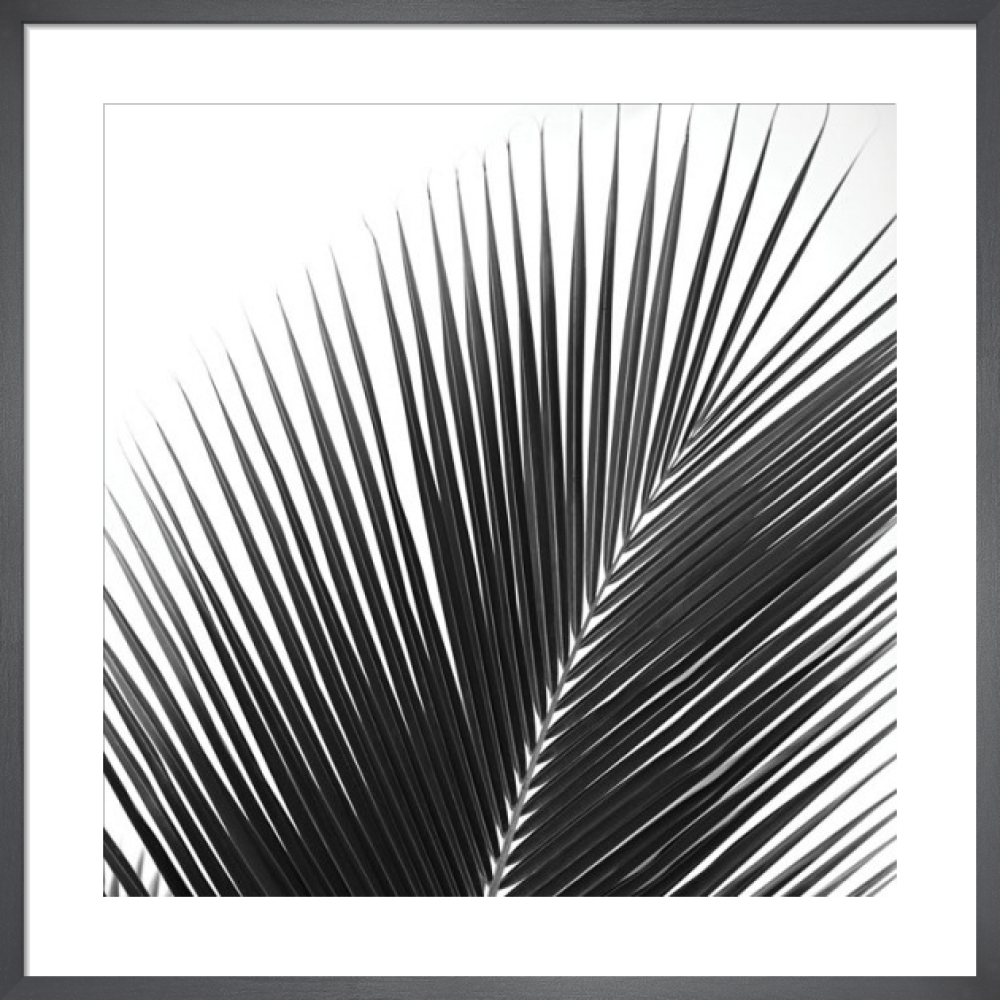 Palms 14 (detail)