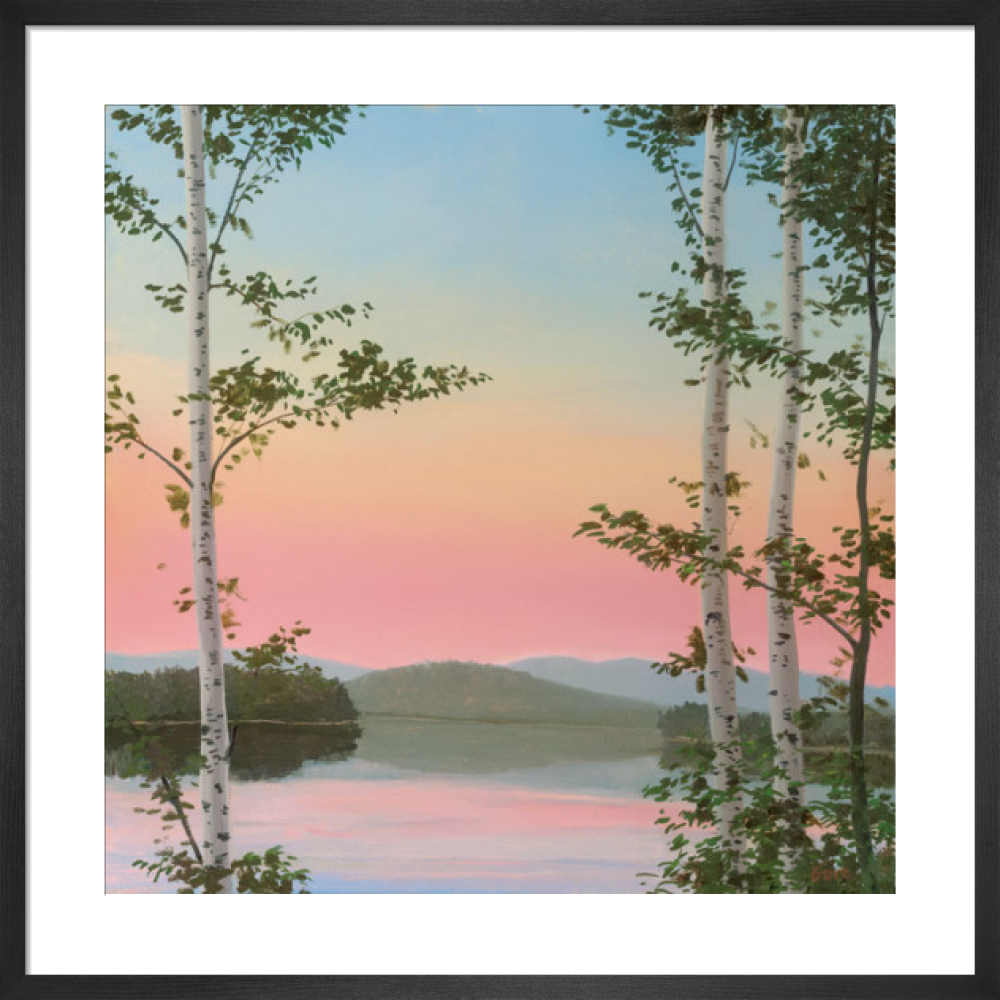 Cooper Sunset Birches