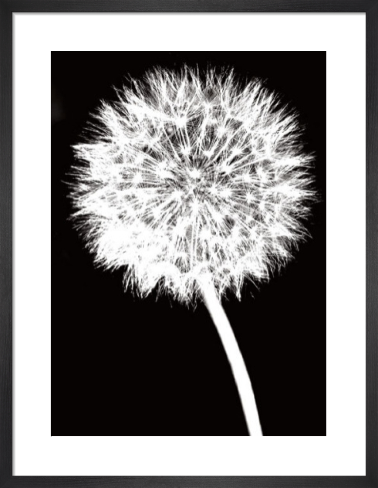 Dandelion
