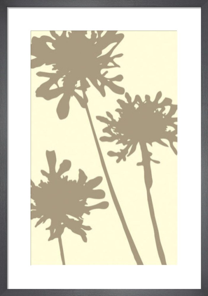 Pompom Brule (reverse)