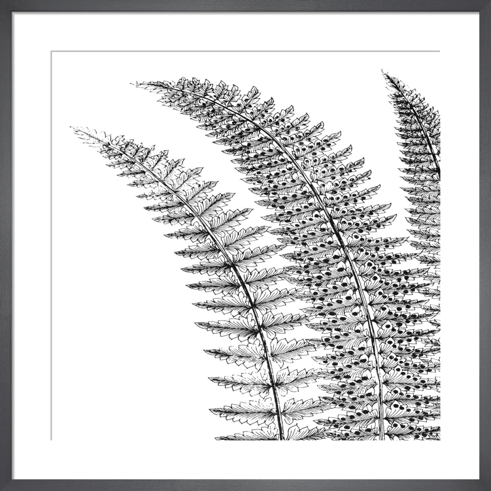 Fern I (on white)