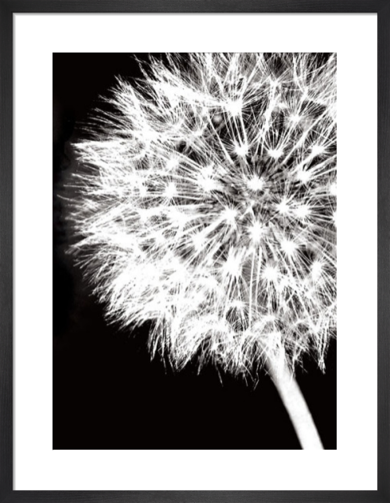Dandelion Crop