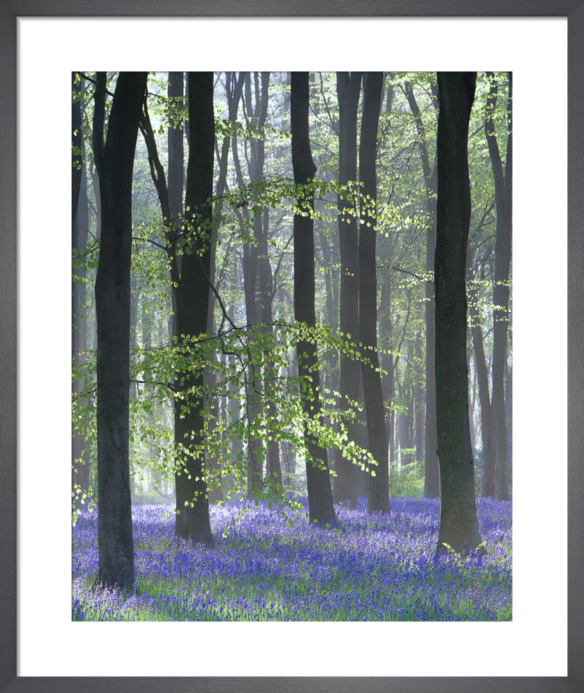 Bluebell Wood II