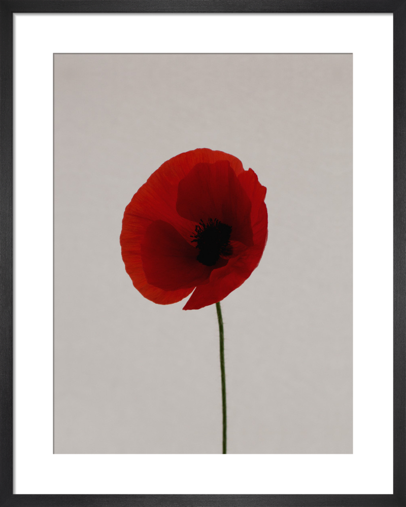 Red Poppy