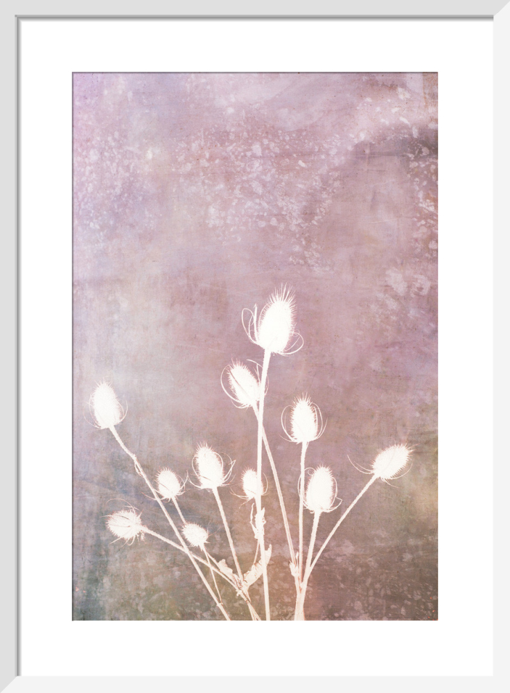 Harvest Passion in Blush