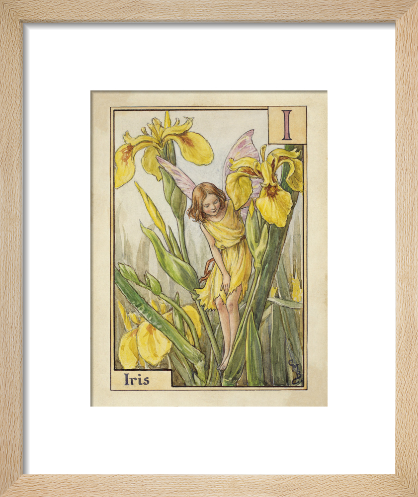Iris Fairy