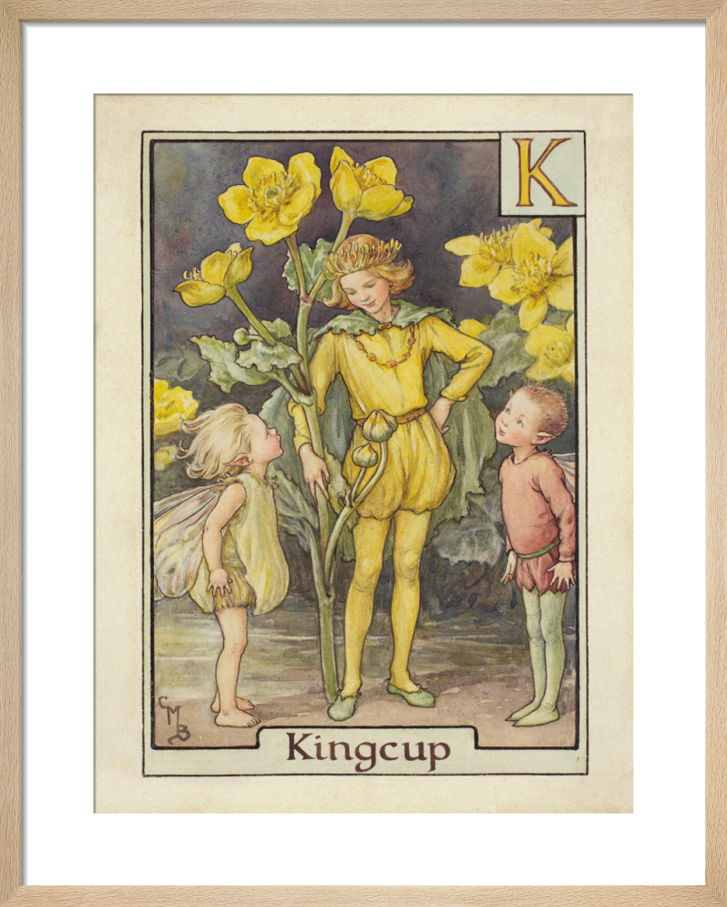 Kingcup Fairy