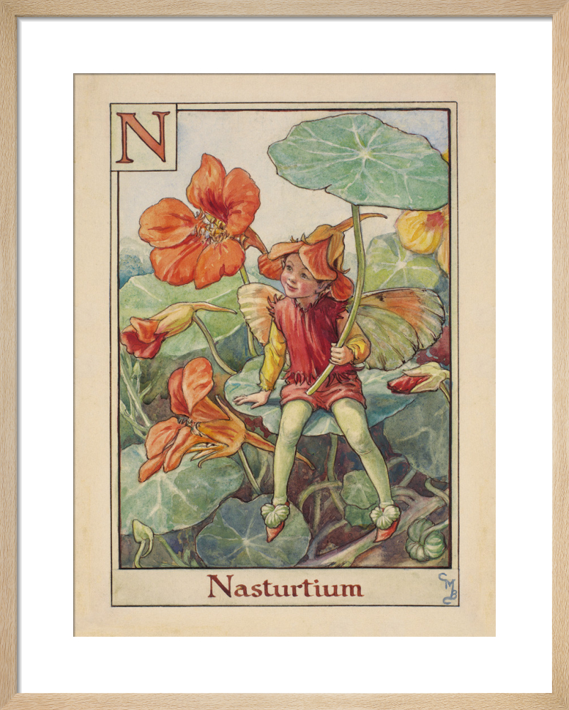 Nasturtium Fairy