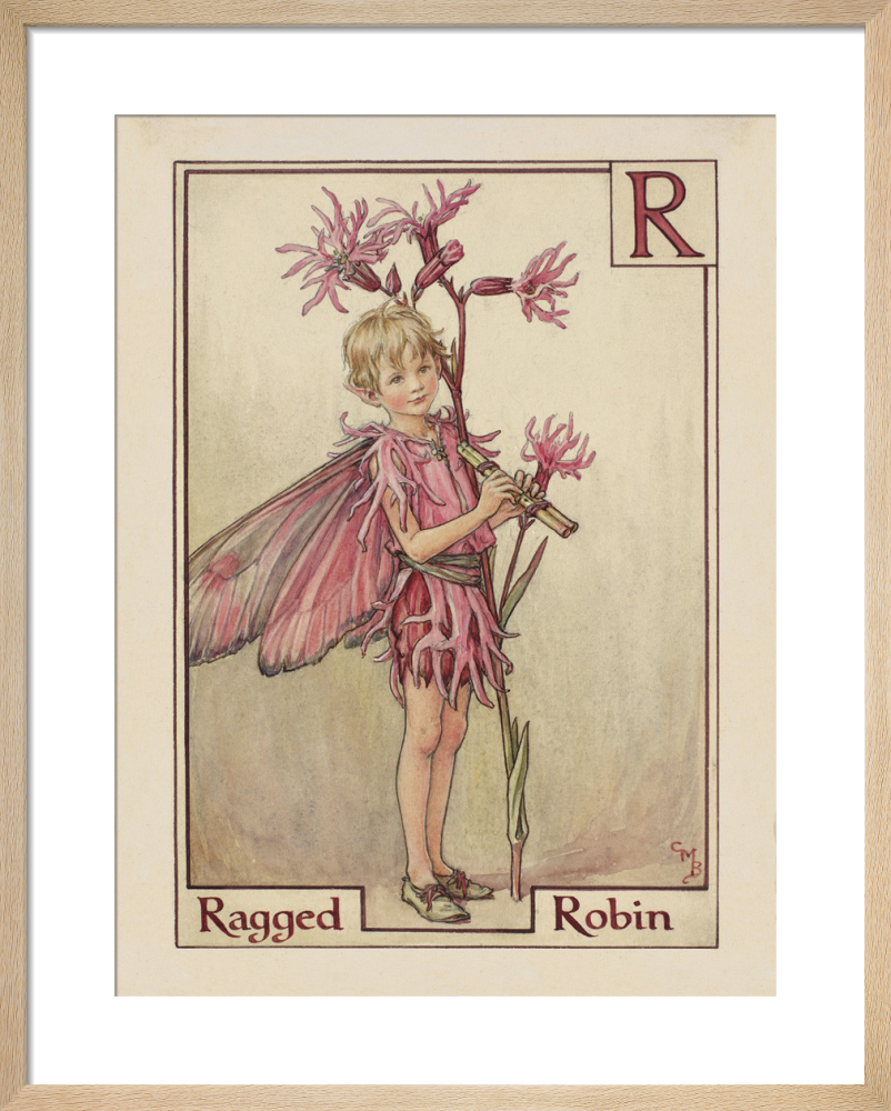 Ragged Robin Fairy