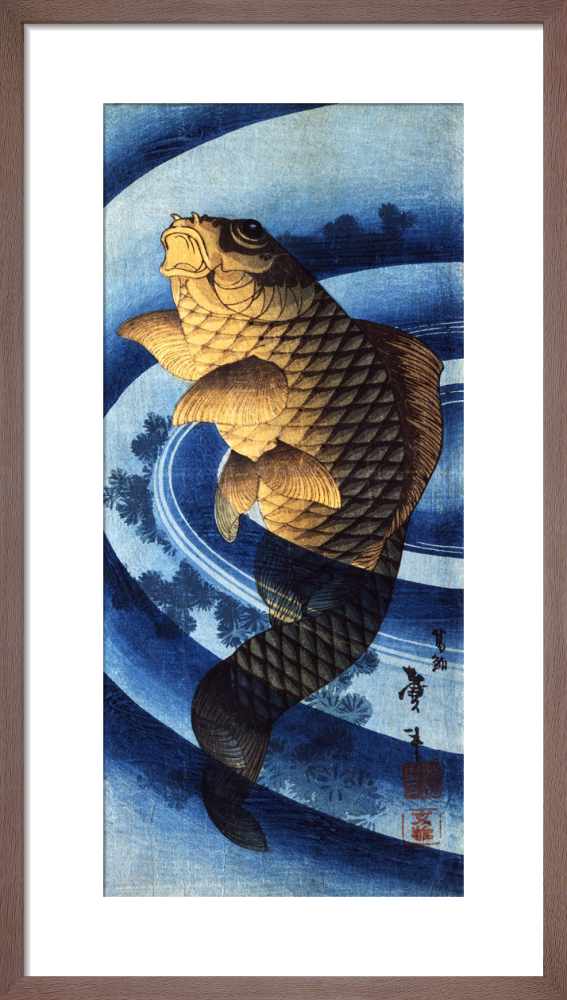 Carp swimming upwards