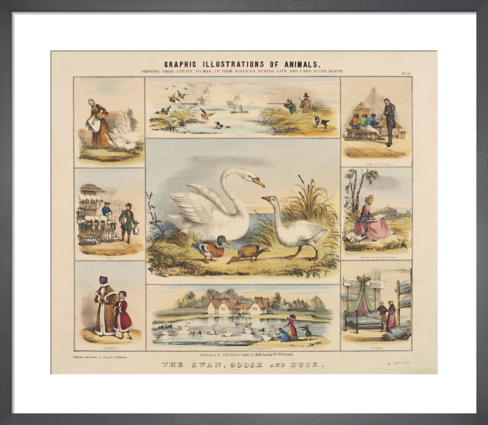 The Swan, Goose and Duck