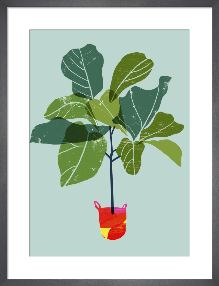 Fiddle Leaf Fig Tree