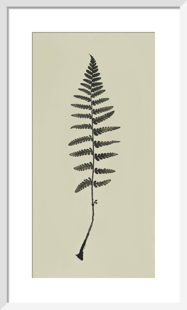 Fingles Fern