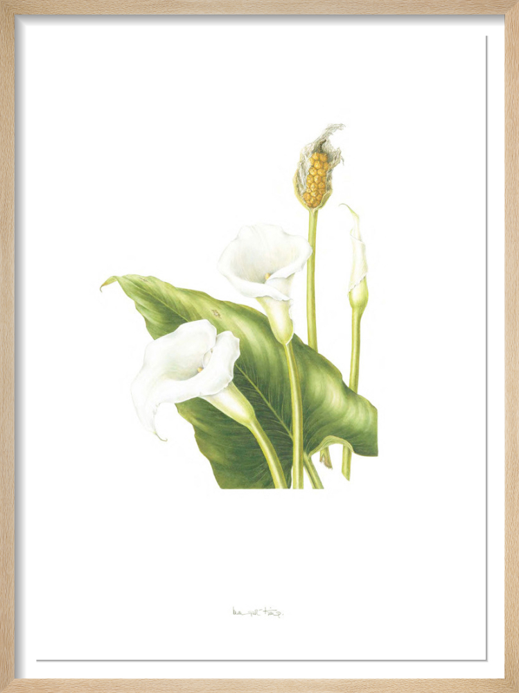 Plate 7 Zantedeschia aethiopica