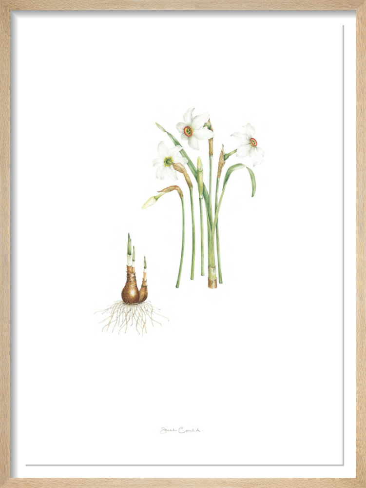 Plate 16 Narcissus poeticus