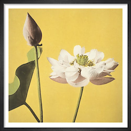 Lotus, from Some Japanese Flowers by Ogawa Kazumasa