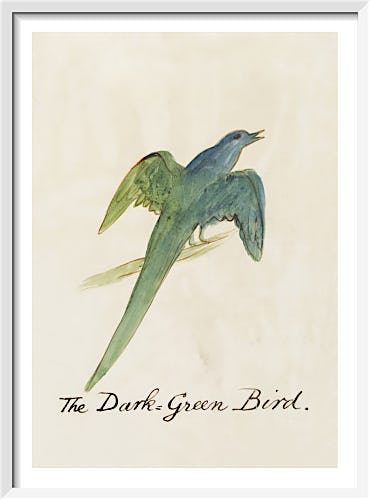 The Dark Green Bird by Edward Lear