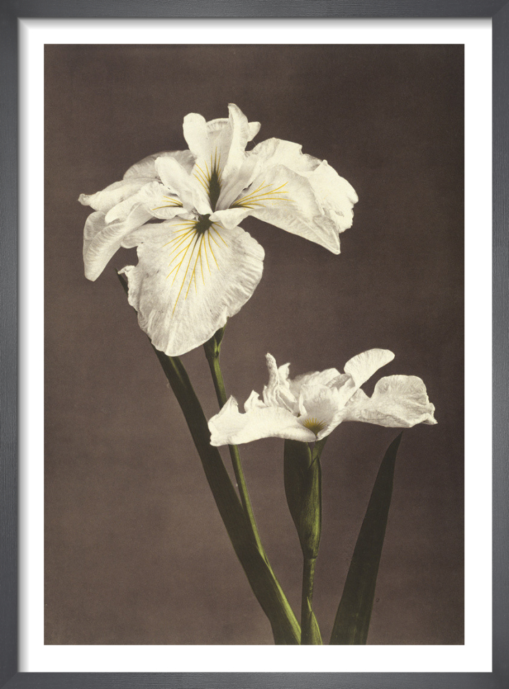 Iris Kæmpferi, from Some Japanese Flowers