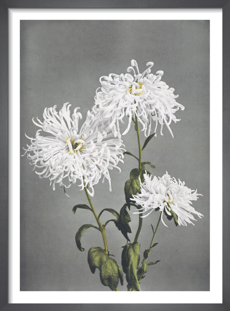 Chrysanthemum, from Some Japanese Flowers