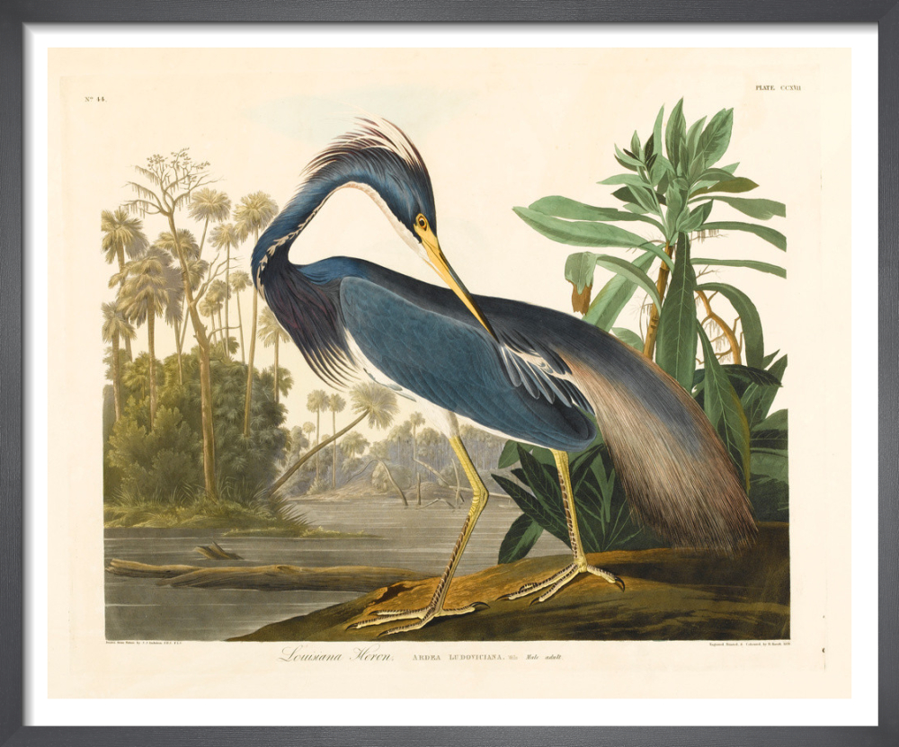 Louisiana Heron