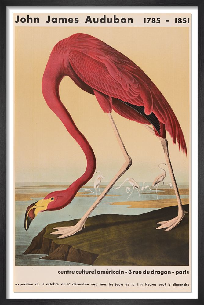 American Flamingo