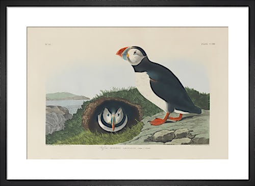 Puffin by John James Audubon