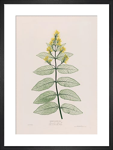Lysimachia Vulgaris (Great Yellow Loose Strife), 1854 by Bradbury and Evans