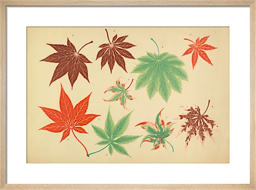 Maple Leaves II by The Yokohama Nursery Co Ltd