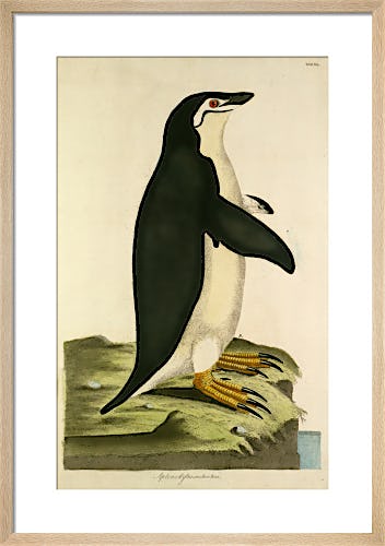 Emperor Penguin by John Frederick Miller