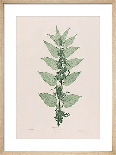 Urtica Dioica (Great Nettle), 1854 by Bradbury and Evans