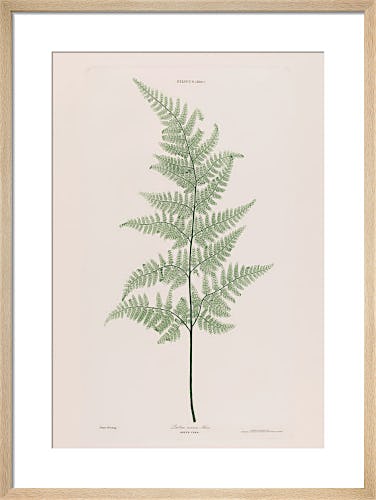 Lastrae Recurva (Bree's Fern), 1854 by Bradbury and Evans