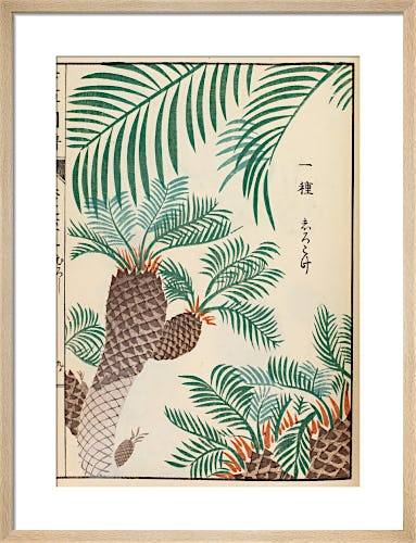 Japanese Sago Palm by Iwasaki Tsunemasa