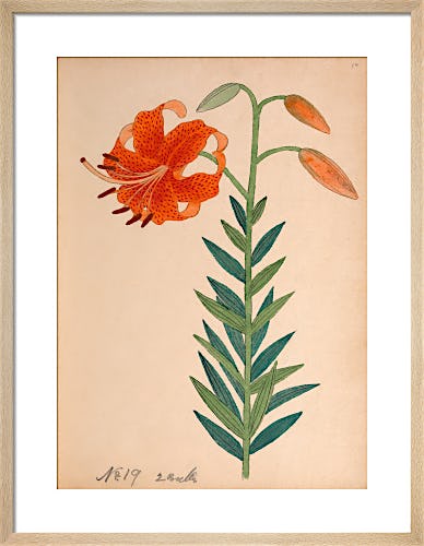 Lesser Tiger Lily by Unknown Japanese Artist