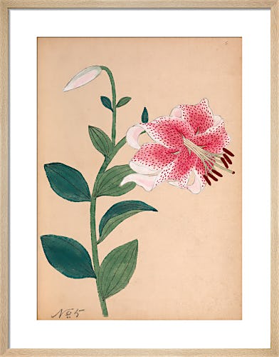 Japanese Lily by Unknown Japanese Artist