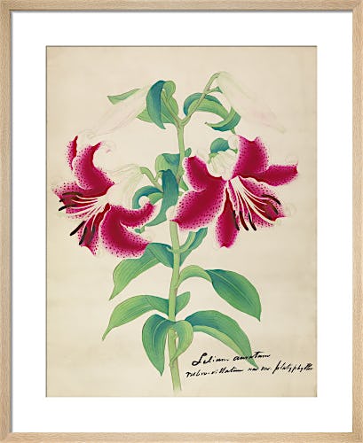 Oriental Lily by Unknown Japanese Artist
