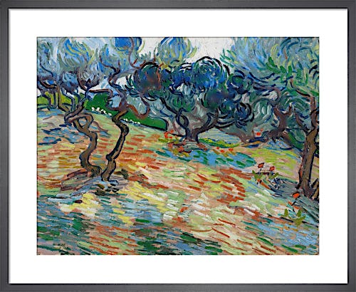 Olive Trees by Vincent Van Gogh