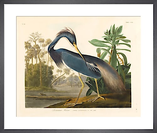 Louisiana Heron by John James Audubon