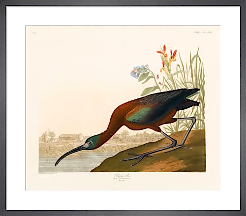 Glossy Ibis by John James Audubon