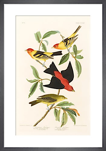 Louisiana Tanager and Scarlet Tanager by John James Audubon