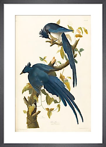 Columbia Jay by John James Audubon