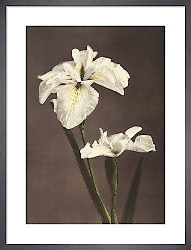 Iris Kæmpferi, from Some Japanese Flowers by Ogawa Kazumasa