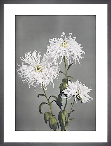 Chrysanthemum, from Some Japanese Flowers by Ogawa Kazumasa