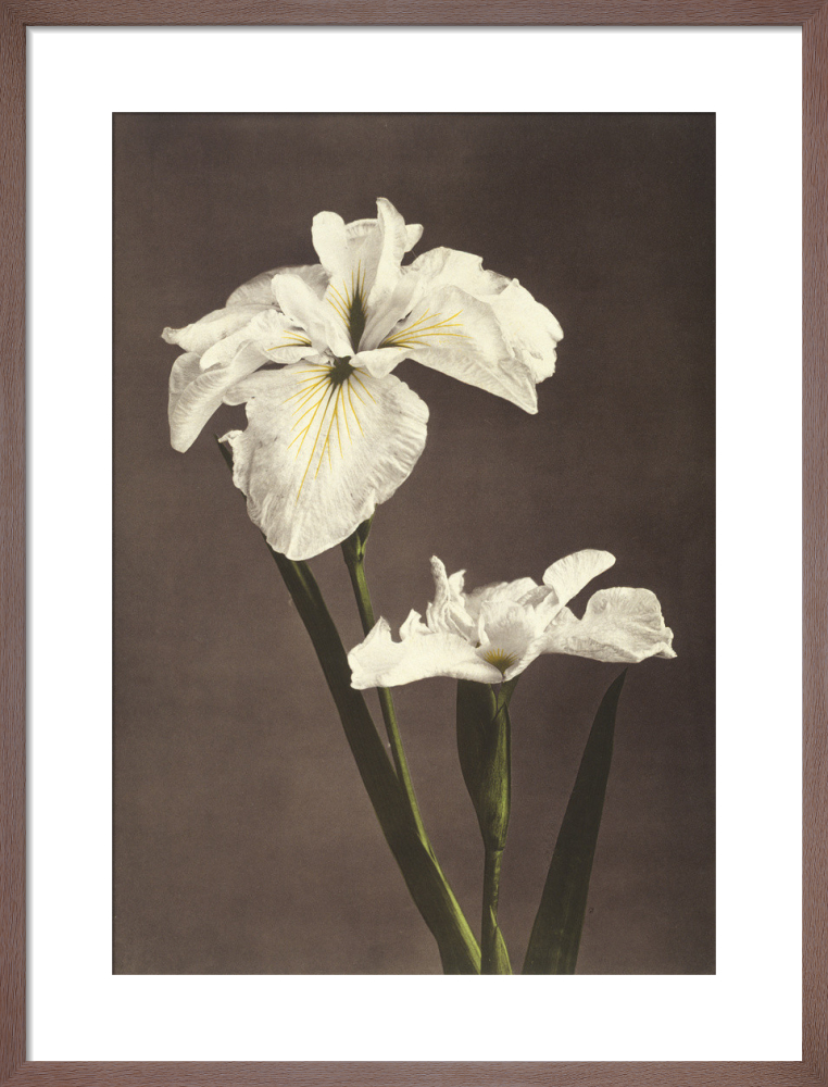Iris Kæmpferi, from Some Japanese Flowers
