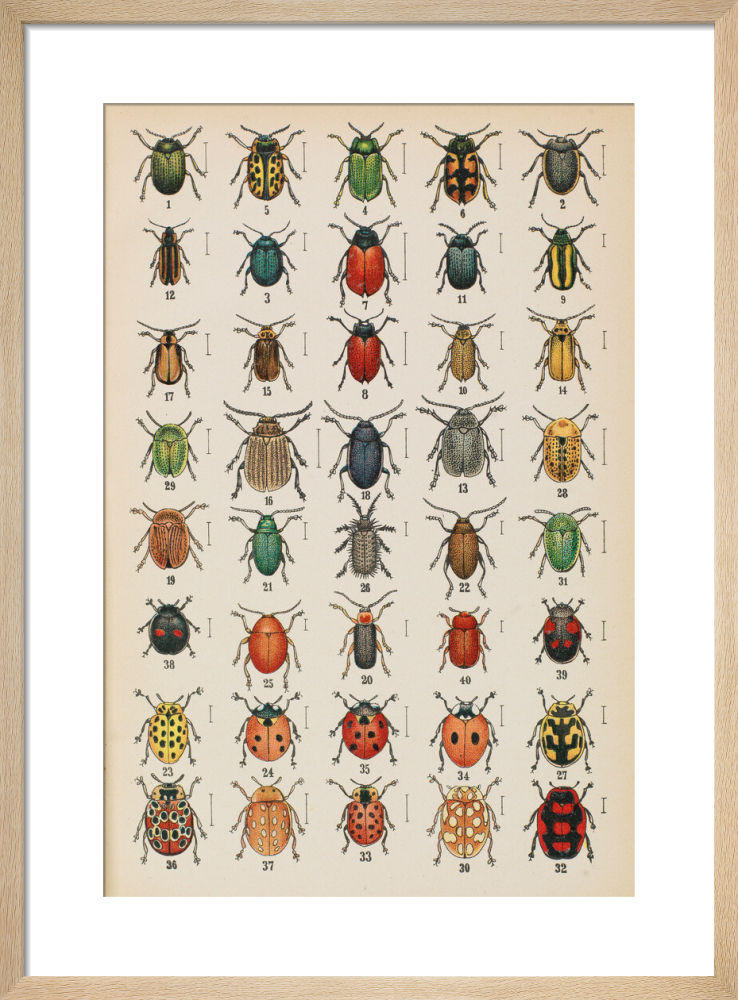 Plate 20, from &#39;Die Kafer Europas&#39; 1910