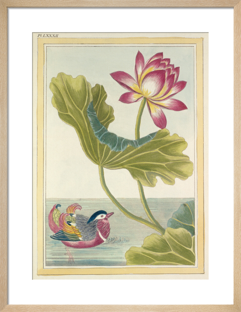 Lotus with Duck Plate LXXXI