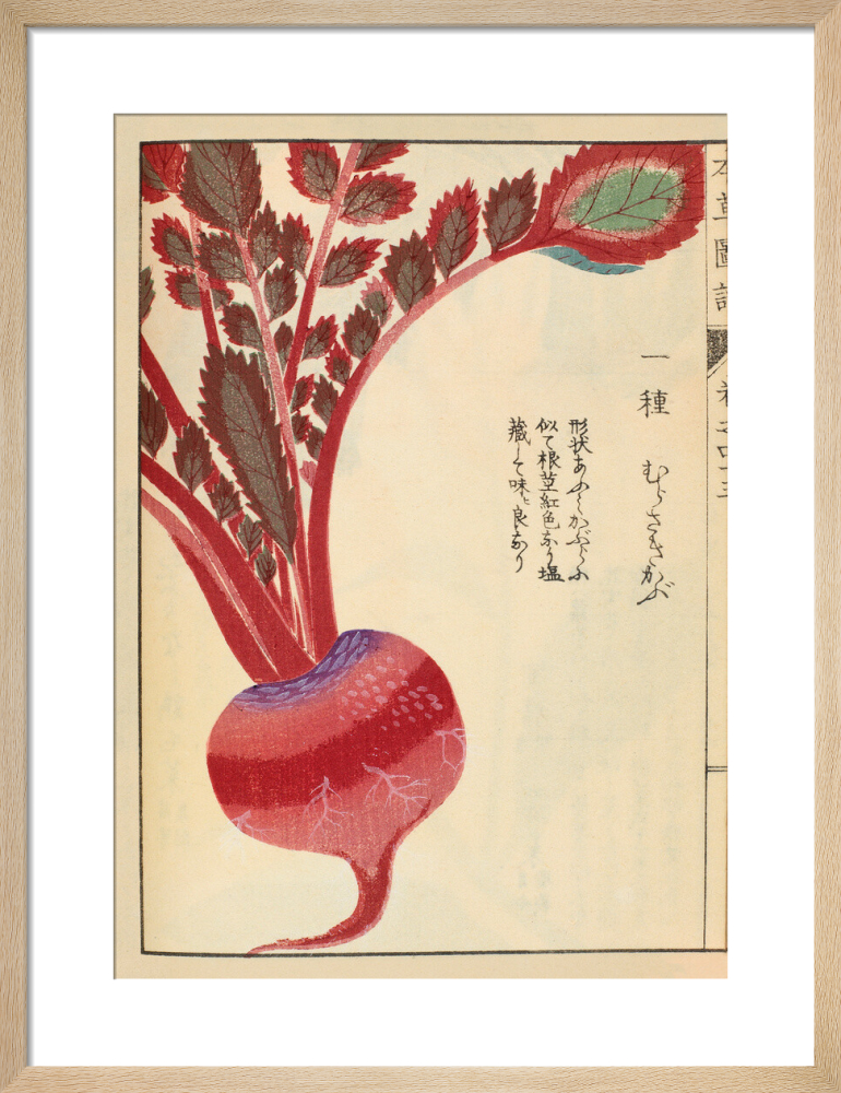Radish